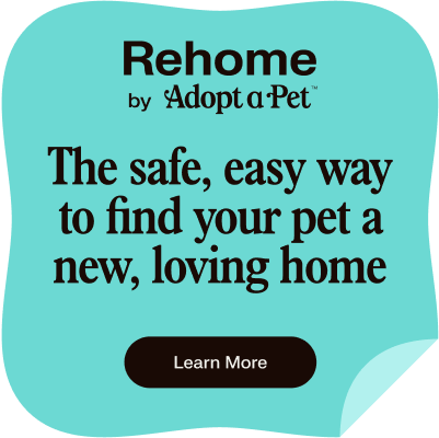 Rehome by adoptapet.com