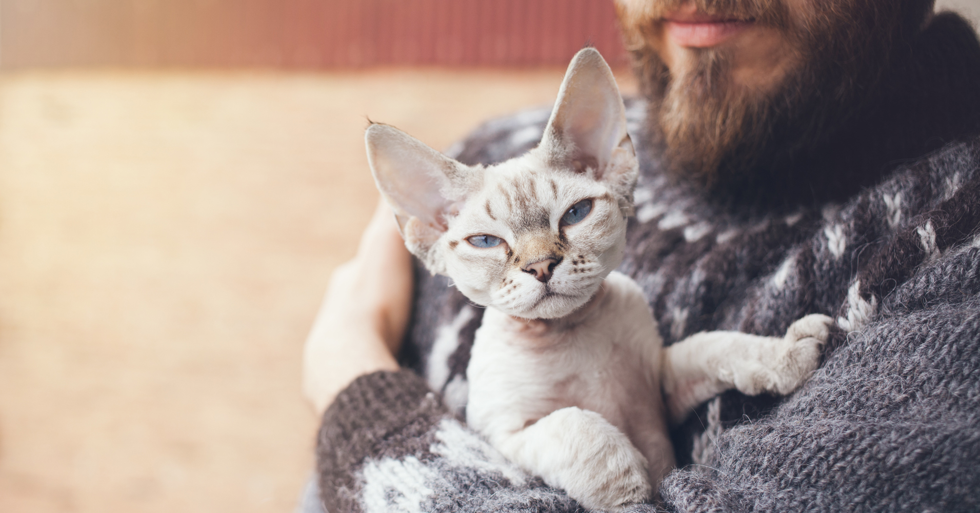 Adopting A Cat - Cat Friendly Homes